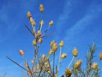 Plantago arenaria 12, Zandweegbree, Saxifraga-Ed Stikvoort