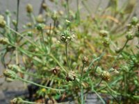 Plantago arenaria 13, Zandweegbree, Saxifraga-Ed Stikvoort