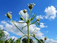 Plantago arenaria 15, Zandweegbree, Saxifraga-Ed Stikvoort