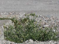 Plantago arenaria 2, Zandweegbree, Saxifraga-Peter Meininger