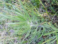 Plantago arenaria 3, Zandweegbree, Saxifraga-Rutger Barendse