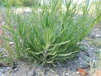 Plantago arenaria 4, Zandweegbree, Saxifraga-Rutger Barendse