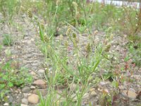 Plantago arenaria 5, Zandweegbree, Saxifraga-Rutger Barendse