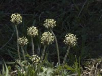 Plantago atrata ssp atrata 1, Saxifraga-Marijke Verhagen