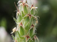 Plantago bellardii 2, Saxifraga-Rutger Barendse