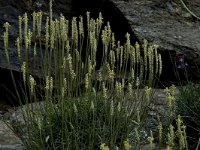 Plantago holosteum 5, Saxifraga-Jan van der Straaten