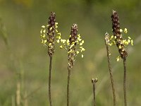 Plantago holosteum 6, Saxifraga-Jan van der Straaten