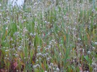 Plantago lagopus 10, Saxifraga-Ed Stikvoort