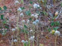 Plantago lagopus 11, Saxifraga-Ed Stikvoort