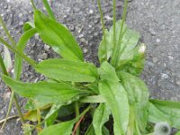 Plantago lagopus 13, Saxifraga-Rutger Barendse