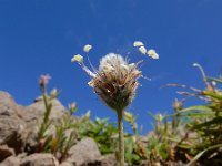 Plantago lagopus 20, Saxifraga-Ed Stikvoort