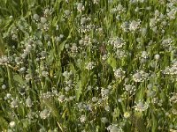 Plantago lagopus 5, Saxifraga-Jan van der Straaten