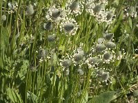 Plantago lagopus 7, Saxifraga-Jan van der Straaten