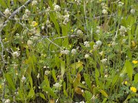 Plantago lagopus 8, Saxifraga-Willem van Kruijsbergen