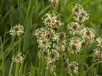 Plantago lanceolata 10, Smalle weegbree, Saxifraga-Jan van der Straaten