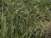 Plantago lanceolata 12, Smalle weegbree, Saxifraga-Willem van Kruijsbergen