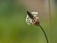 Plantago lanceolata 15, Smalle weegbree, Saxifraga-Rudmer Zwerver