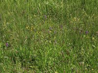 Plantago lanceolata 22, Smalle weegbree, Saxifraga-Hans Boll