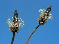 Plantago lanceolata 23, Smalle weegbree, Saxifraga-Ed Stikvoort