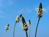 Plantago lanceolata 25, Smalle weegbree, Saxifraga-Ed Stikvoort