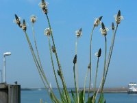 Plantago lanceolata 28, Smalle weegbree, Saxifraga-Ed Stikvoort