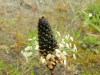 Plantago lanceolata 29, Smalle weegbree, Saxifraga-Rutger Barendse