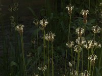 Plantago lanceolata 37, Smalle weegbree, Saxifraga-Jan van der Straaten