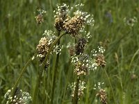 Plantago lanceolata 4, Smalle weegbree, Saxifraga-Marijke Verhagen