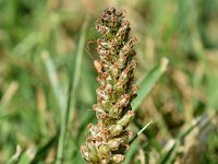 Plantago lanceolata 40, Smalle weegbree, Saxifraga-Sonja Bouwman