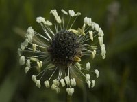 Plantago lanceolata 5, Smalle weegbree, Saxifraga-Marijke Verhagen