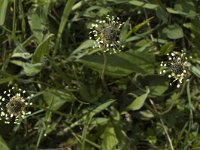 Plantago lanceolata 6, Smalle weegbree, Saxifraga-Marijke Verhagen