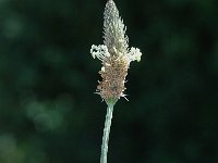 Plantago lanceolata 7, Smalle weegbree, Saxifraga-Jan van der Straaten