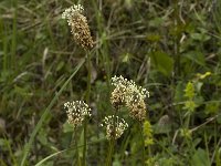 Plantago lanceolata 8, Smalle weegbree, Saxifraga-Jan van der Straaten