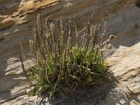 Plantago maritima 34, Saxifraga-Willem van Kruijsbergen