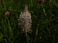 Plantago media 41, Ruige weegbree, Saxifraga-Peter Meininger