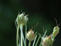 Plantago sempervirens 2, Saxifraga-Marijke Verhagen