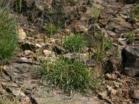 Plantago serpentina 2, Saxifraga-Dirk Hilbers