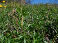 Plantago serraria 4, Saxifraga-Ed Stikvoort