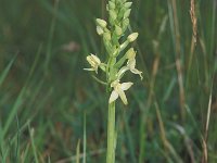 Platanthera bifolia 10, Welriekende nachtorchis, Saxifraga-Hans Dekker