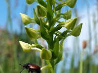 Platanthera bifolia 11, Welriekende  nachtorchis, Saxifraga-Hans Dekker