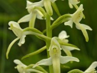 Platanthera bifolia 12, Welriekende nachtorchis, Saxifraga-Hans Dekker