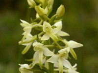 Platanthera bifolia 15, Welriekende nachtorchis, Saxifraga-Hans Dekker