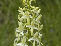 Platanthera bifolia 18, Welriekende nachtorchis, Saxifraga-Jan van der Straaten