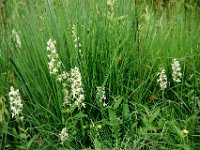 Platanthera bifolia 20, Welriekende nachtorchis, Saxifraga-Hans Dekker