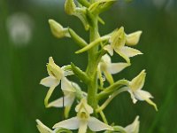 Platanthera bifolia 21, Welriekende nachtorchis, Saxifraga-Hans Dekker