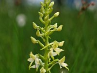 Platanthera bifolia 22, Welriekende nachtorchis, Saxifraga-Hans Dekker