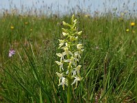 Platanthera bifolia 23, Welriekende nachtorchis, Saxifraga-Hans Dekker