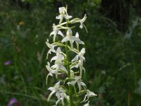 Platanthera bifolia 24, Welriekende nachtorchis, Saxifraga-Jan Willem Jongepier