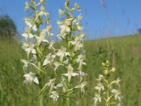 Platanthera bifolia 25, Welriekende nachtorchis, Saxifraga-Jan Willem Jongepier