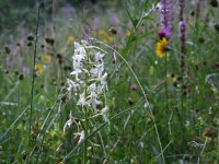 Platanthera bifolia 28, Welriekende nachtorchis, Saxifraga-Rudmer Zwerver